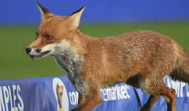 Fox halts The Hundred's match at Lord's (Courtesy: @cricketangon)