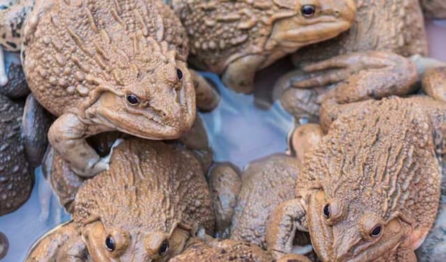 Chinese woman swallows eight live frogs to relieve back pain (Courtesy: File)