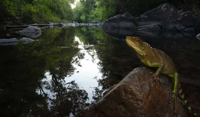 Cambodian national park survey uncovers rare species (Courtesy: Online)