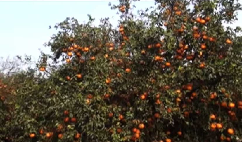 Fruit fly onslaught threatens kinnow, orange orchards – File