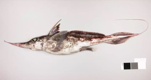 Ghost shark