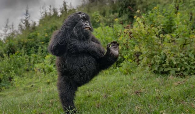 Laughing gorilla captures top spot at Comedy Wildlife Awards (Courtesy: MARK METH-COHN PHOTOGRAPHY)