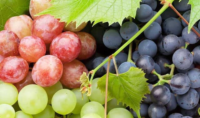 Grapes may slow ageing process: study (Courtesy: Online)