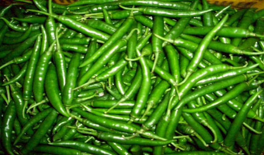 'Green chilli may help reduce fat accumulation in body' (Courtesy: File)