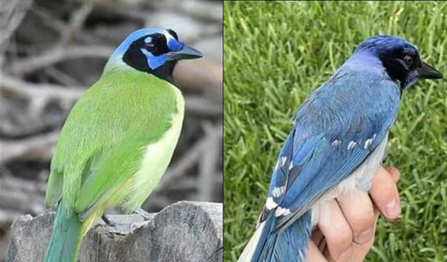 Rare hybrid bird confirmed in United States (Courtesy: Online)