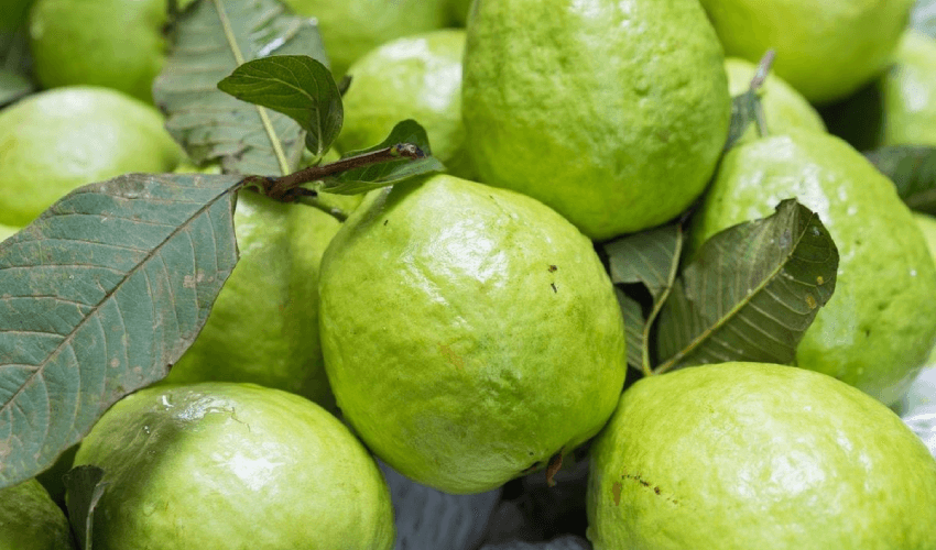 Guavas