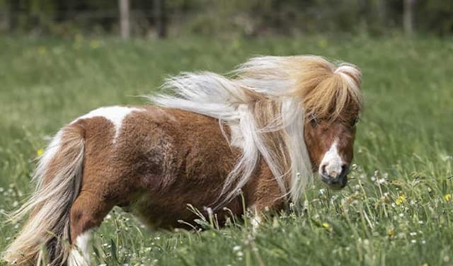 Germany’s miniature therapy horse confirmed as world’s smallest by Guinness World Records (Courtesy: Online)
