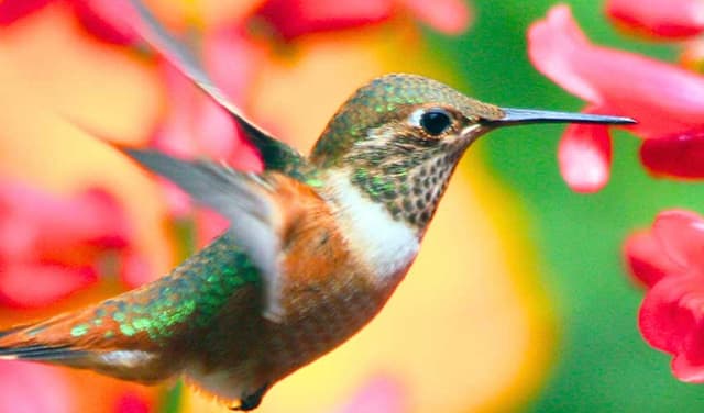 There exists bird that can rotate wings in full figure-of-eight pattern (Courtesy: File)