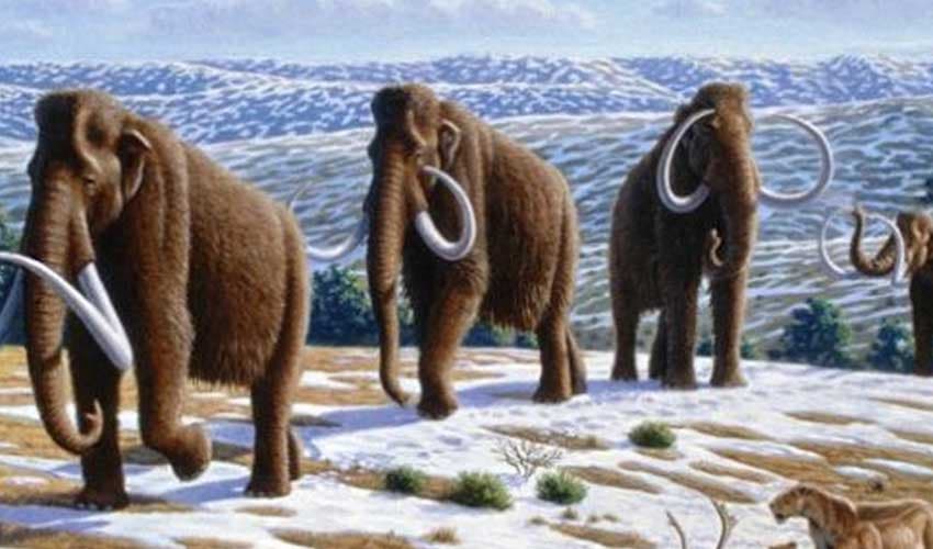 Ancient humans in North America relied on mammoths for survival (Courtesy: Online)