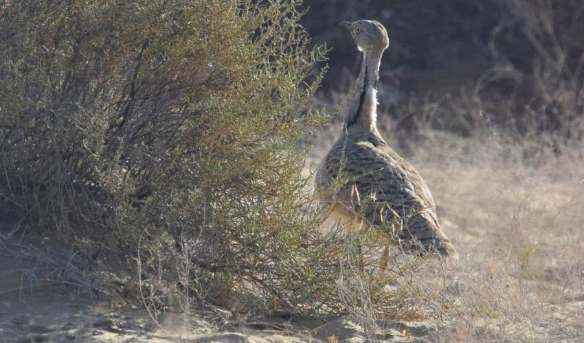 Indian Bustard Indian Bustard