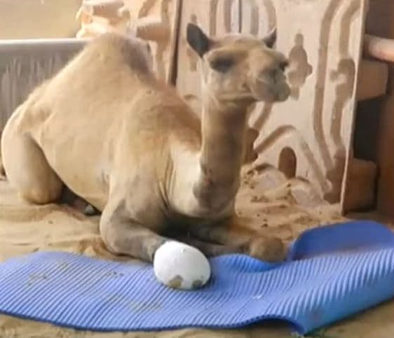 Injured camel