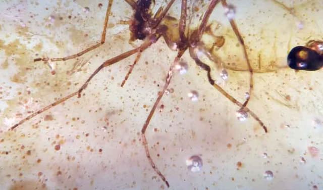 Insects from dinosaurs age
