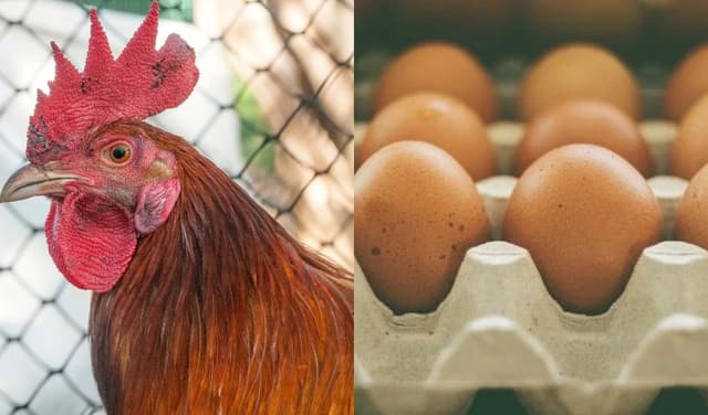 Chicken, egg prices witness big hike – Files