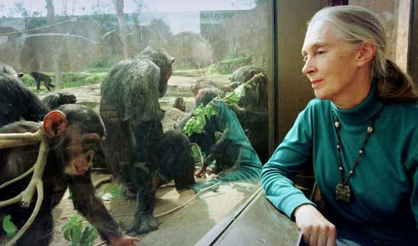 Jane Goodall