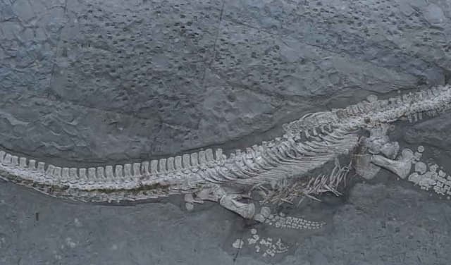 Jurassic-era sea creature discovered in Germany (Courtesy: Online)