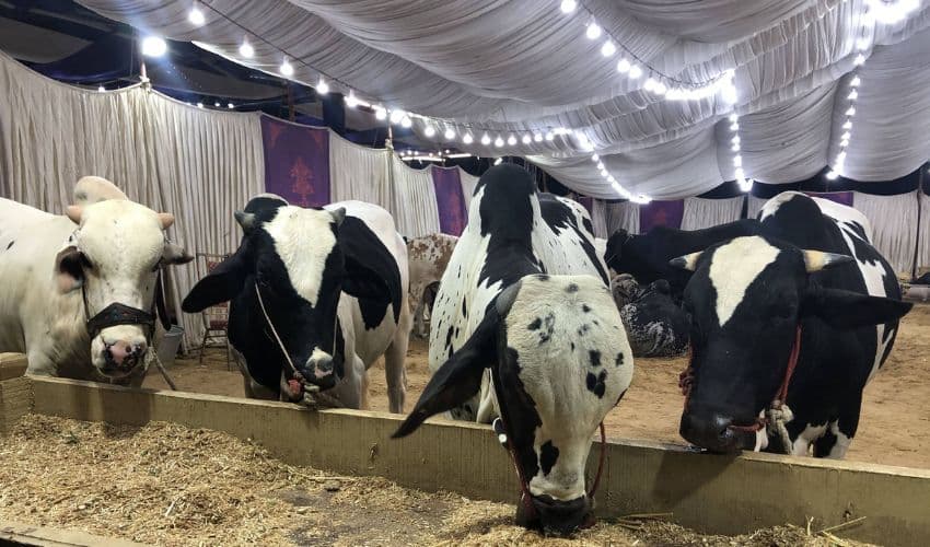 Karachi cattle market - File Photo Karachi cattle market - File Photo