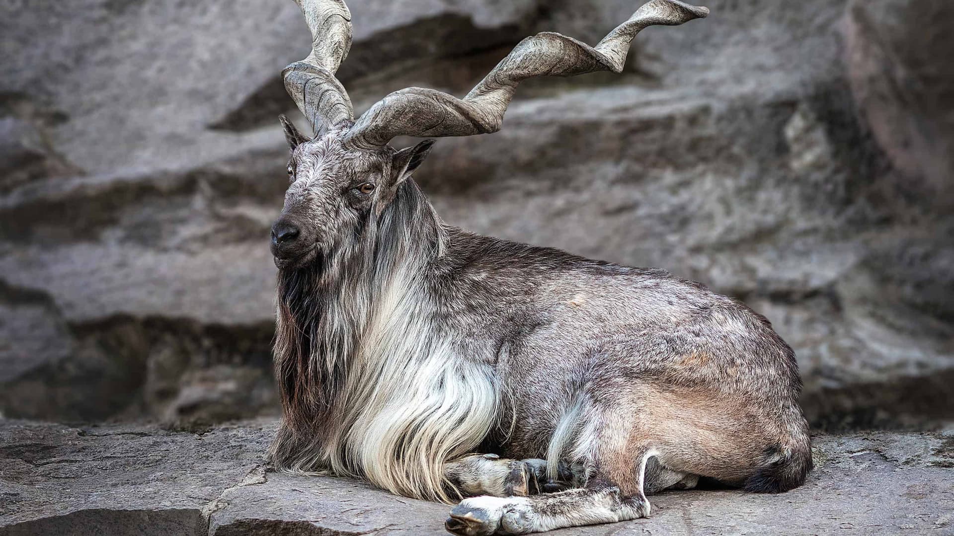 International Markhor Day being observed today – File International Markhor Day being observed today – File