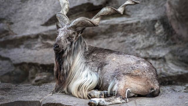 International Markhor Day being observed today – File