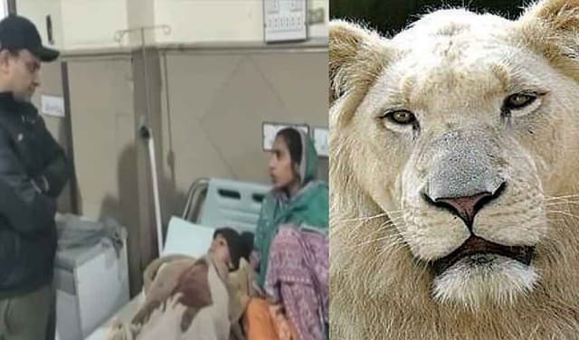 Lahore lion attack