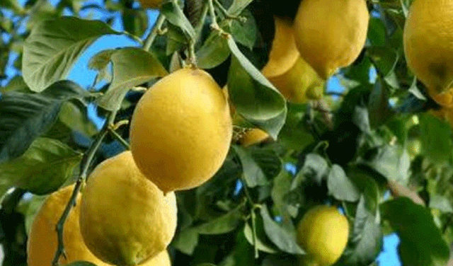 Lemon prices witness massive increase amid scorching heat (Courtesy: Online)