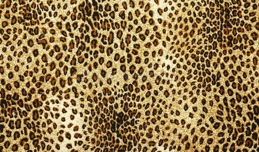 leopard