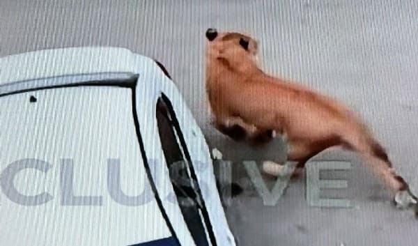 Lion wandering on Karachi streets finally captured