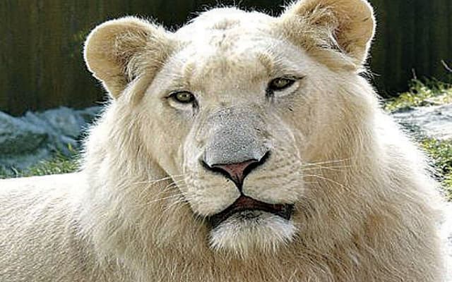 lion