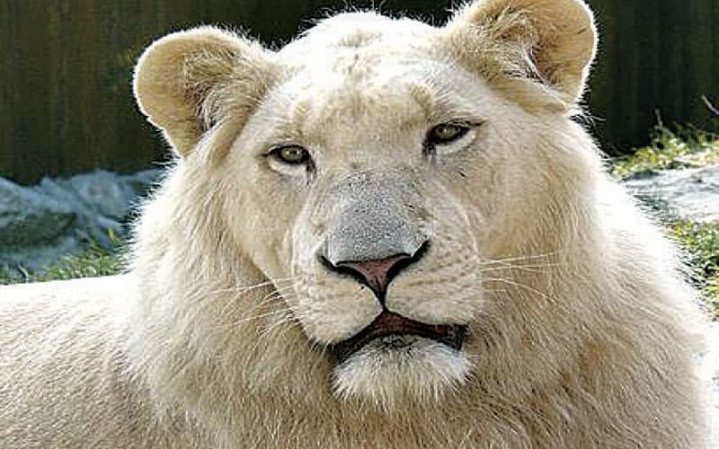 lion