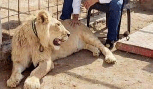Five arrested for keeping lions illegally (Courtesy: Online)