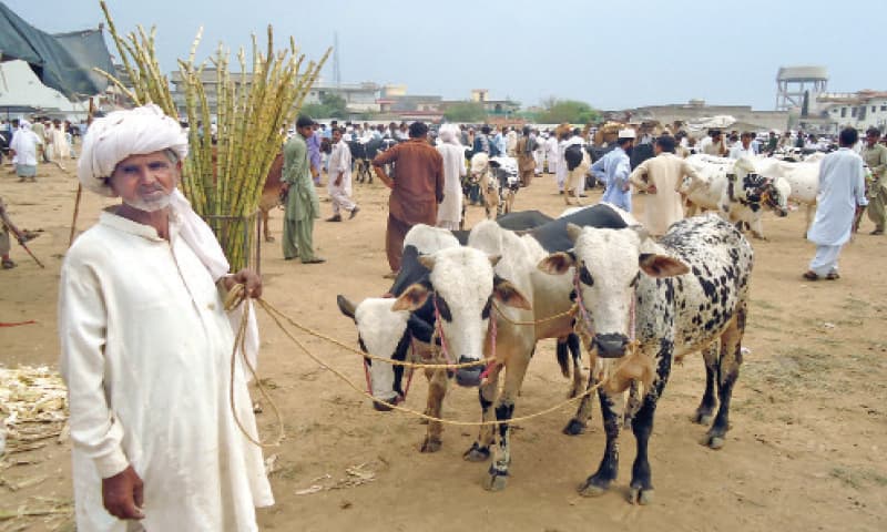 livestock