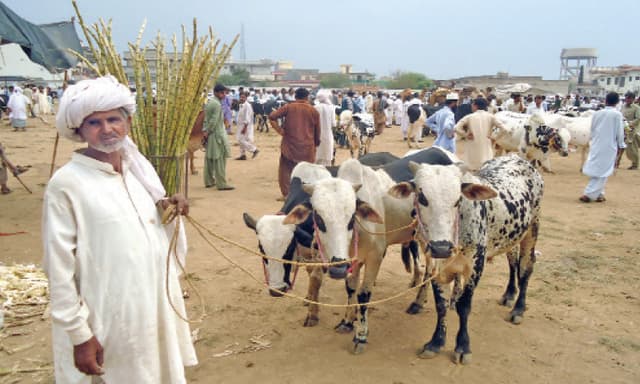 livestock