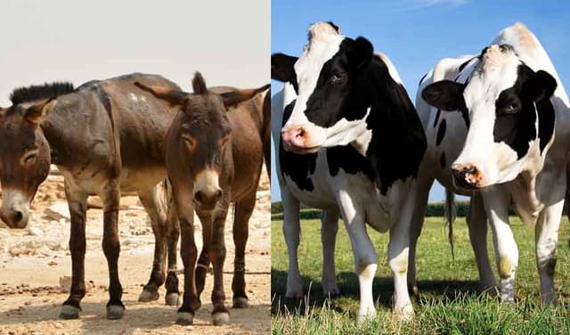 Livestock and donkeys in Pakistan