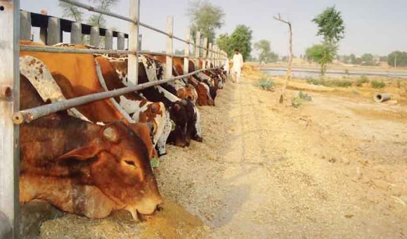 Livestock farming