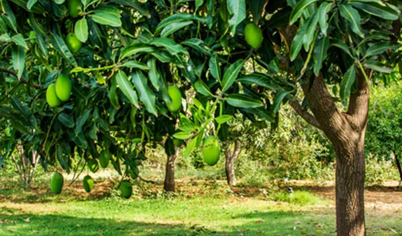 Chill, frost damage mango plants in Multan (Courtesy: File)