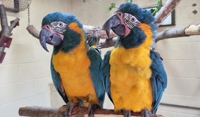 Missing parrots