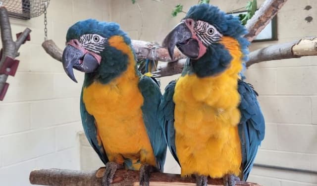 Missing parrots