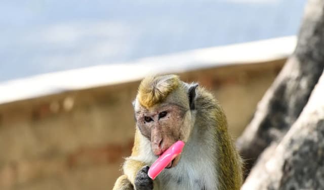 Sri Lanka hit by island-wide blackout after monkey interference (Courtesy: Online)