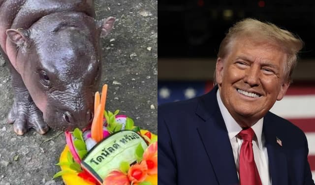 Superstar baby hippo Moo Deng predicts Trump will win 2024 US election (Courtesy: Online)