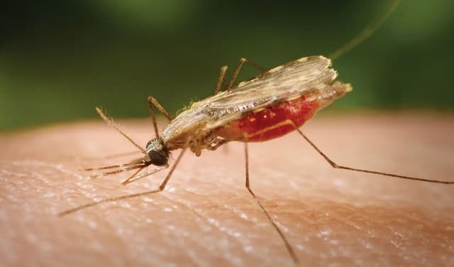 Nigeria to Begin malaria vaccination rollout on Nov 25 (Courtesy: File)