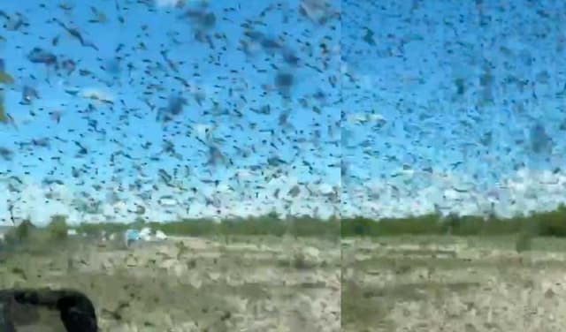 Tourists stranded as mosquito swarms engulf lake in Russia (Courtesy: File)