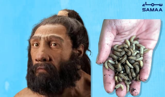 Neanderthals may have eaten maggots alongside meat: study (Courtesy: Samaa Digital - art work)