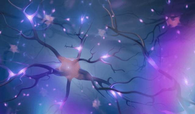 Neurons
