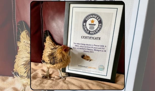 Oldest hen
