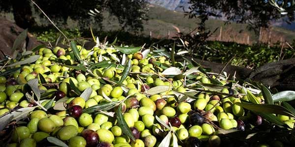 Olives