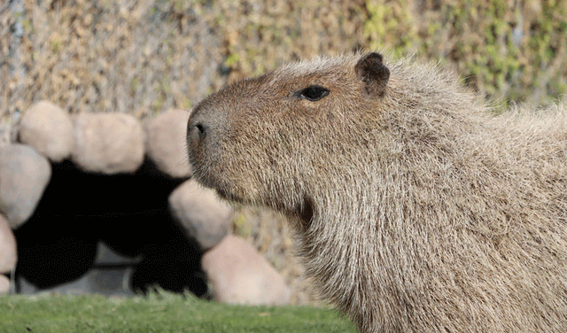 Fugitive capybara captured after 2 months on run (Courtesy: Online)