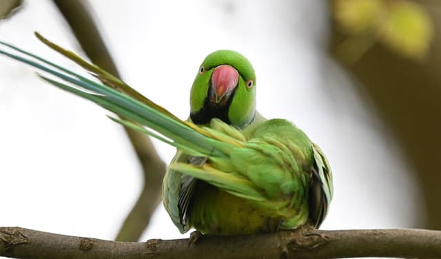 Runaway parrot wreaks havoc on cars in Scottish neighbourhood (Courtesy: File)