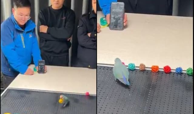 Parrot in China breaks world record for fastest colour recognition (Courtesy: Online)