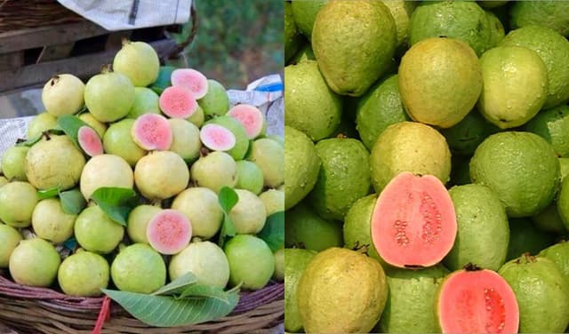 Guava provides powerful health benefits for human body (Courtesy: Online)