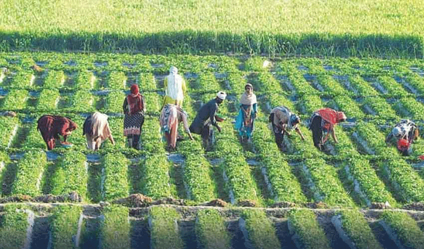 No relief for agriculture and business community: Pakistan Business Forum (Courtesy: Online)
