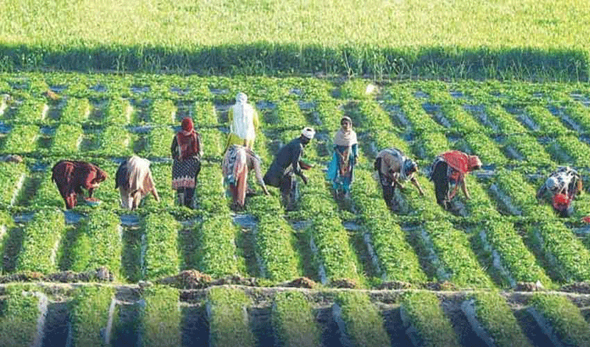 No relief for agriculture and business community: Pakistan Business Forum (Courtesy: Online)